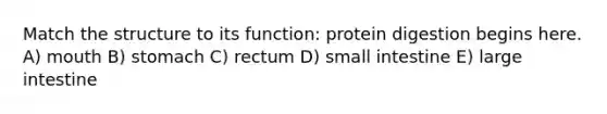 Match the structure to its function: protein digestion begins here. A) mouth B) stomach C) rectum D) small intestine E) large intestine