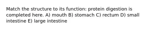 Match the structure to its function: protein digestion is completed here. A) mouth B) stomach C) rectum D) small intestine E) <a href='https://www.questionai.com/knowledge/kGQjby07OK-large-intestine' class='anchor-knowledge'>large intestine</a>