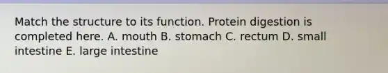 Match the structure to its function. Protein digestion is completed here. A. mouth B. stomach C. rectum D. small intestine E. large intestine