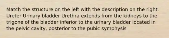 Match the structure on the left with the description on the right. Ureter Urinary bladder Urethra extends from the kidneys to the trigone of the bladder inferior to the urinary bladder located in the pelvic cavity, posterior to the pubic symphysis