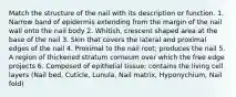 Match the structure of the nail with its description or function. 1. Narrow band of epidermis extending from the margin of the nail wall onto the nail body 2. Whitish, crescent shaped area at the base of the nail 3. Skin that covers the lateral and proximal edges of the nail 4. Proximal to the nail root; produces the nail 5. A region of thickened stratum corneum over which the free edge projects 6. Composed of epithelial tissue; contains the living cell layers (Nail bed, Cuticle, Lunula, Nail matrix, Hyponychium, Nail fold)