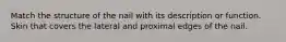 Match the structure of the nail with its description or function. Skin that covers the lateral and proximal edges of the nail.