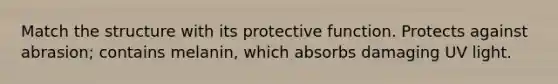 Match the structure with its protective function. Protects against abrasion; contains melanin, which absorbs damaging UV light.