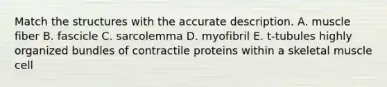 Match the structures with the accurate description. A. muscle fiber B. fascicle C. sarcolemma D. myofibril E. t-tubules highly organized bundles of contractile proteins within a skeletal muscle cell