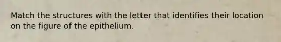 Match the structures with the letter that identifies their location on the figure of the epithelium.