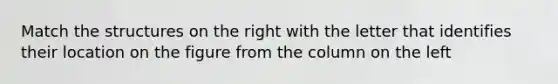 Match the structures on the right with the letter that identifies their location on the figure from the column on the left