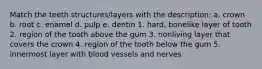 Match the teeth structures/layers with the description: a. crown b. root c. enamel d. pulp e. dentin 1. hard, bonelike layer of tooth 2. region of the tooth above the gum 3. nonliving layer that covers the crown 4. region of the tooth below the gum 5. innermost layer with blood vessels and nerves