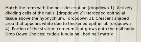 Match the term with the best description [dropdown 1]: Actively dividing cells of the nails. [dropdown 2]: Hardened epithelial tissue above the hypnychium. [dropdown 3]: Crescent shaped area that appears white due to thickened epithelial. [dropdown 4]: Portion of the stratum corneum that grows onto the nail body. Drop Down Choices: cuticle lunula nail bed nail matrix