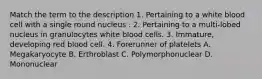 Match the term to the description 1. Pertaining to a white blood cell with a single round nucleus . 2. Pertaining to a multi-lobed nucleus in granulocytes white blood cells. 3. Immature, developing red blood cell. 4. Forerunner of platelets A. Megakaryocyte B. Erthroblast C. Polymorphonuclear D. Mononuclear