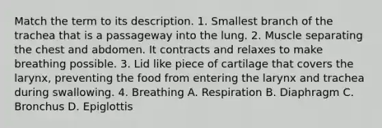 Match the term to its description. 1. Smallest branch of the trachea that is a passageway into the lung. 2. Muscle separating the chest and abdomen. It contracts and relaxes to make breathing possible. 3. Lid like piece of cartilage that covers the larynx, preventing the food from entering the larynx and trachea during swallowing. 4. Breathing A. Respiration B. Diaphragm C. Bronchus D. Epiglottis