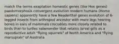 match the terms exaptation homeotic genes (like Hox genes) paedomorphosis convergent evolution modern humans (Homo sapiens) apparently have a few Neaderthal genes evolution of 6-legged insects from arthropod ancestor with more legs hearing bones in ears of mammals crocodiles more closely related to birds than to turtles salamander that retains larval gills as a reproductive adult "flying squirrels" of North America and "flying marsupials" of Australia