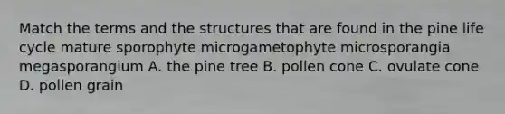 Match the terms and the structures that are found in the pine life cycle mature sporophyte microgametophyte microsporangia megasporangium A. the pine tree B. pollen cone C. ovulate cone D. pollen grain