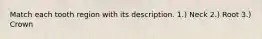 Match each tooth region with its description. 1.) Neck 2.) Root 3.) Crown