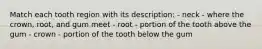 Match each tooth region with its description: - neck - where the crown, root, and gum meet - root - portion of the tooth above the gum - crown - portion of the tooth below the gum