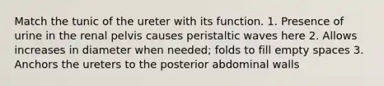 Match the tunic of the ureter with its function. 1. Presence of urine in the renal pelvis causes peristaltic waves here 2. Allows increases in diameter when needed; folds to fill empty spaces 3. Anchors the ureters to the posterior abdominal walls