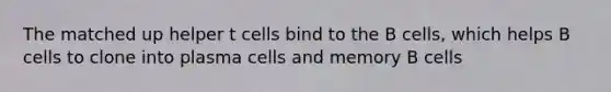 The matched up helper t cells bind to the B cells, which helps B cells to clone into plasma cells and memory B cells