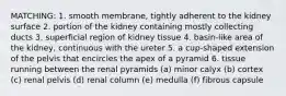 MATCHING: 1. smooth membrane, tightly adherent to the kidney surface 2. portion of the kidney containing mostly collecting ducts 3. superficial region of kidney tissue 4. basin-like area of the kidney, continuous with the ureter 5. a cup-shaped extension of the pelvis that encircles the apex of a pyramid 6. tissue running between the renal pyramids (a) minor calyx (b) cortex (c) renal pelvis (d) renal column (e) medulla (f) fibrous capsule