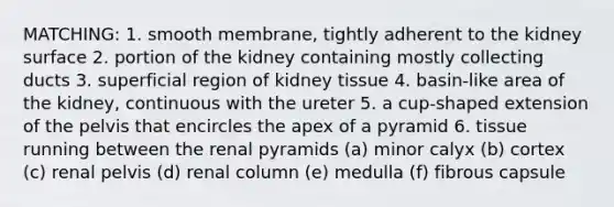 MATCHING: 1. smooth membrane, tightly adherent to the kidney surface 2. portion of the kidney containing mostly collecting ducts 3. superficial region of kidney tissue 4. basin-like area of the kidney, continuous with the ureter 5. a cup-shaped extension of the pelvis that encircles the apex of a pyramid 6. tissue running between the renal pyramids (a) minor calyx (b) cortex (c) renal pelvis (d) renal column (e) medulla (f) fibrous capsule