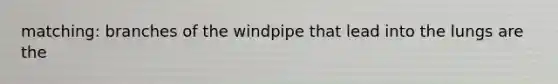 matching: branches of the windpipe that lead into the lungs are the