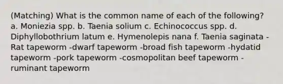 (Matching) What is the common name of each of the following? a. Moniezia spp. b. Taenia solium c. Echinococcus spp. d. Diphyllobothrium latum e. Hymenolepis nana f. Taenia saginata -Rat tapeworm -dwarf tapeworm -broad fish tapeworm -hydatid tapeworm -pork tapeworm -cosmopolitan beef tapeworm -ruminant tapeworm