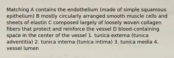 Matching A contains the endothelium (made of simple squamous epithelium) B mostly circularly arranged smooth muscle cells and sheets of elastin C composed largely of loosely woven collagen fibers that protect and reinforce the vessel D blood-containing space in the center of the vessel 1. tunica externa (tunica adventitia) 2. tunica interna (tunica intima) 3. tunica media 4. vessel lumen