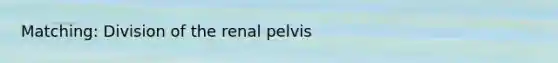 Matching: Division of the renal pelvis