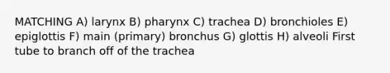 MATCHING A) larynx B) pharynx C) trachea D) bronchioles E) epiglottis F) main (primary) bronchus G) glottis H) alveoli First tube to branch off of the trachea