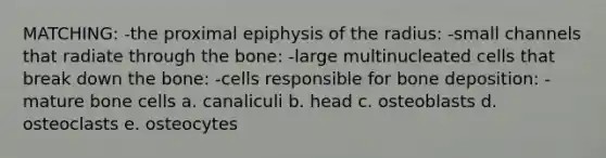 MATCHING: -the proximal epiphysis of the radius: -small channels that radiate through the bone: -large multinucleated cells that break down the bone: -cells responsible for bone deposition: -mature bone cells a. canaliculi b. head c. osteoblasts d. osteoclasts e. osteocytes