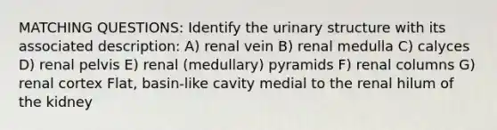 MATCHING QUESTIONS: Identify the urinary structure with its associated description: A) renal vein B) renal medulla C) calyces D) renal pelvis E) renal (medullary) pyramids F) renal columns G) renal cortex Flat, basin-like cavity medial to the renal hilum of the kidney