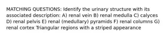 MATCHING QUESTIONS: Identify the urinary structure with its associated description: A) renal vein B) renal medulla C) calyces D) renal pelvis E) renal (medullary) pyramids F) renal columns G) renal cortex Triangular regions with a striped appearance