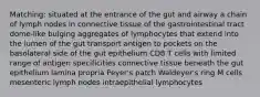 Matching: situated at the entrance of the gut and airway a chain of lymph nodes in connective tissue of the gastrointestinal tract dome-like bulging aggregates of lymphocytes that extend into the lumen of the gut transport antigen to pockets on the basolateral side of the gut epithelium CD8 T cells with limited range of antigen specificities connective tissue beneath the gut epithelium lamina propria Peyer's patch Waldeyer's ring M cells mesenteric lymph nodes intraepithelial lymphocytes