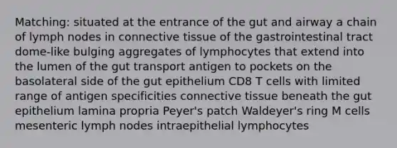 Matching: situated at the entrance of the gut and airway a chain of lymph nodes in connective tissue of the gastrointestinal tract dome-like bulging aggregates of lymphocytes that extend into the lumen of the gut transport antigen to pockets on the basolateral side of the gut epithelium CD8 T cells with limited range of antigen specificities connective tissue beneath the gut epithelium lamina propria Peyer's patch Waldeyer's ring M cells mesenteric lymph nodes intraepithelial lymphocytes