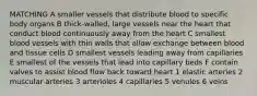 MATCHING A smaller vessels that distribute blood to specific body organs B thick-walled, large vessels near the heart that conduct blood continuously away from the heart C smallest blood vessels with thin walls that allow exchange between blood and tissue cells D smallest vessels leading away from capillaries E smallest of the vessels that lead into capillary beds F contain valves to assist blood flow back toward heart 1 elastic arteries 2 muscular arteries 3 arterioles 4 capillaries 5 venules 6 veins