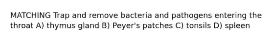 MATCHING Trap and remove bacteria and pathogens entering the throat A) thymus gland B) Peyer's patches C) tonsils D) spleen