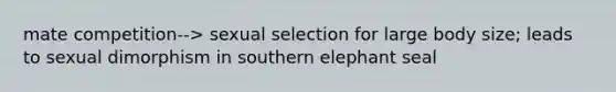 mate competition--> sexual selection for large body size; leads to sexual dimorphism in southern elephant seal