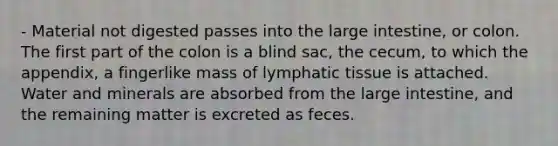 - Material not digested passes into the large intestine, or colon. The first part of the colon is a blind sac, the cecum, to which the appendix, a fingerlike mass of lymphatic tissue is attached. Water and minerals are absorbed from the large intestine, and the remaining matter is excreted as feces.