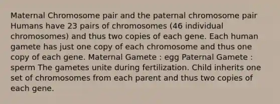 Maternal Chromosome pair and the paternal chromosome pair Humans have 23 pairs of chromosomes (46 individual chromosomes) and thus two copies of each gene. Each human gamete has just one copy of each chromosome and thus one copy of each gene. Maternal Gamete : egg Paternal Gamete : sperm The gametes unite during fertilization. Child inherits one set of chromosomes from each parent and thus two copies of each gene.