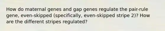 How do maternal genes and gap genes regulate the pair-rule gene, even-skipped (specifically, even-skipped stripe 2)? How are the different stripes regulated?