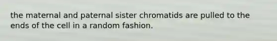 the maternal and paternal sister chromatids are pulled to the ends of the cell in a random fashion.