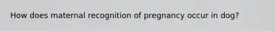 How does maternal recognition of pregnancy occur in dog?