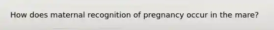 How does maternal recognition of pregnancy occur in the mare?