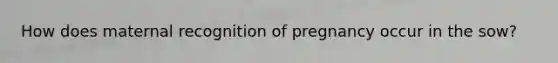 How does maternal recognition of pregnancy occur in the sow?