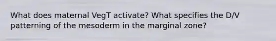 What does maternal VegT activate? What specifies the D/V patterning of the mesoderm in the marginal zone?
