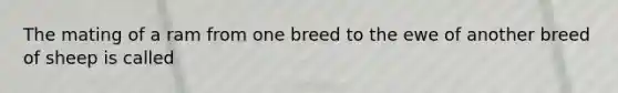 The mating of a ram from one breed to the ewe of another breed of sheep is called