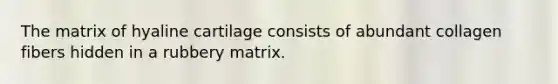 The matrix of hyaline cartilage consists of abundant collagen fibers hidden in a rubbery matrix.