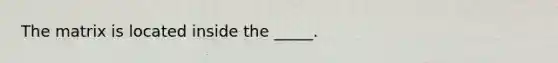 The matrix is located inside the _____.