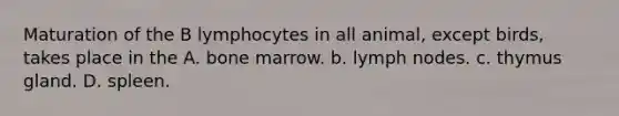 Maturation of the B lymphocytes in all animal, except birds, takes place in the A. bone marrow. b. lymph nodes. c. thymus gland. D. spleen.