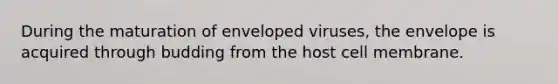 During the maturation of enveloped viruses, the envelope is acquired through budding from the host cell membrane.