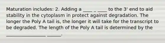 Maturation includes: 2. Adding a ____ _ ____ to the 3' end to aid stability in the cytoplasm in protect against degradation. The longer the Poly A tail is, the longer it will take for the transcript to be degraded. The length of the Poly A tail is determined by the _________________ ______.