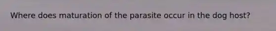 Where does maturation of the parasite occur in the dog host?